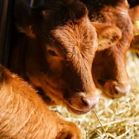 Biobagnolese Farm stay