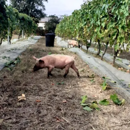 Biobagnolese Farm stay